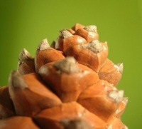 pomme de pin